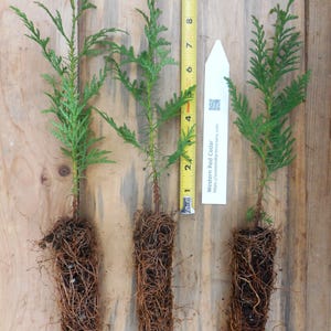 Western Red Cedar - 9-12&quot; Tall Seedlings  (Thuja plicata)