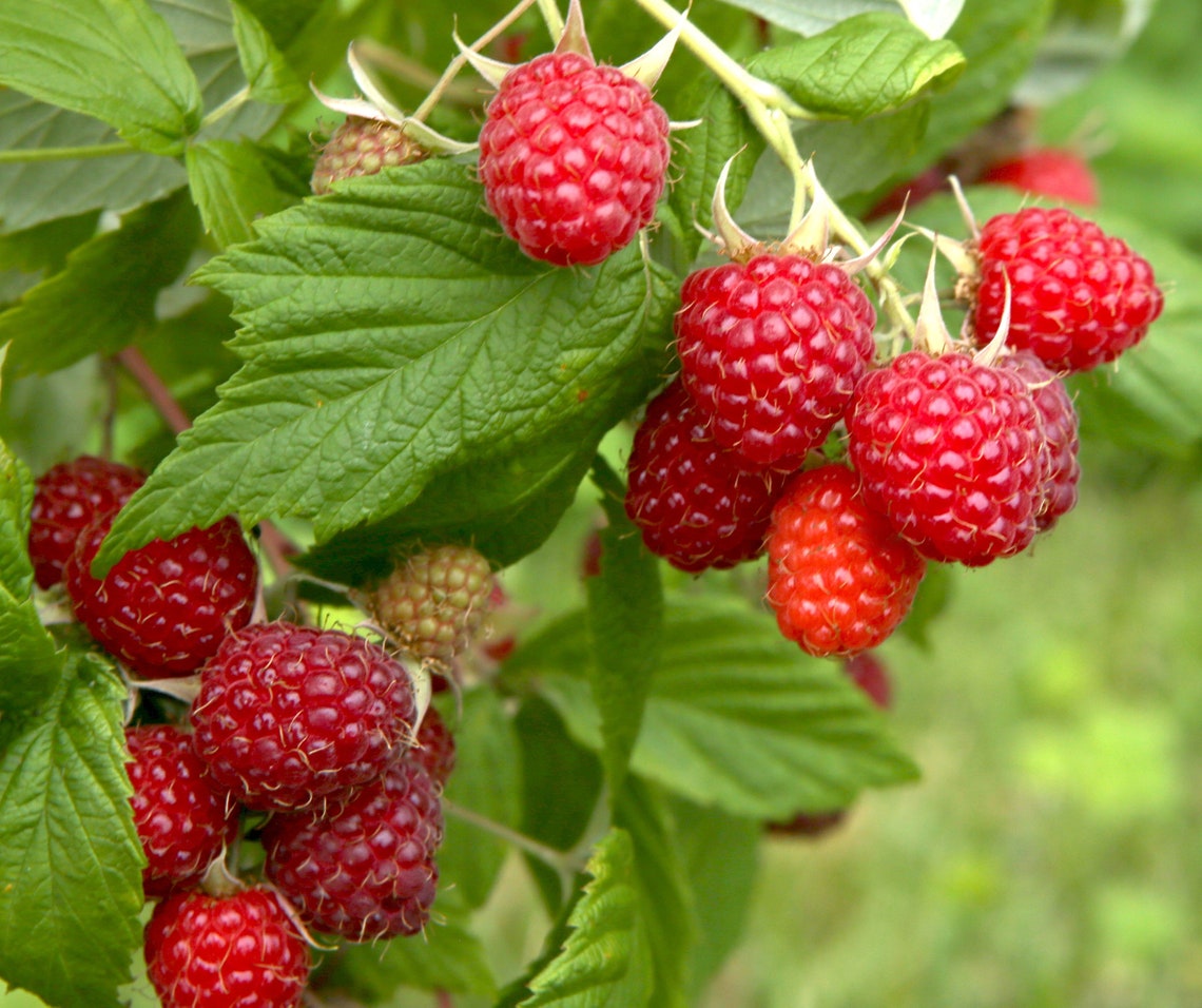 Two Year Raspberry Canes Boyne Early Season Red Raspberry -2 Year Old Bare Root Canes- Very Cold ...