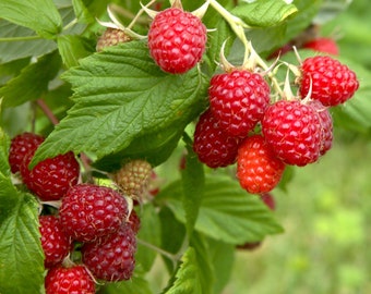 Boyne Early Season Red Raspberry -2 Year Old Bare Root Canes- Very Cold Hardy to USDA Zone 3