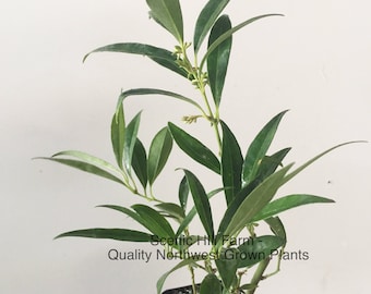 Sarcococca hookeriana var. humilis, Potted Plant- Evergreen shrub, Fragrant flowers - Includes Free Shipping!