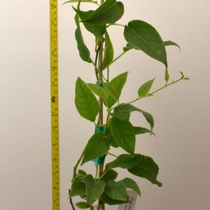 May include: A young kiwi plant with green leaves growing up a bamboo stake in a black plastic pot. A yellow measuring tape placed vertically next to the plant shows a height of approximately 26 inches from the base of the pot to the top stem.