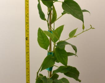 May include: A young kiwi plant with green leaves growing up a bamboo stake in a black plastic pot. A yellow measuring tape placed vertically next to the plant shows a height of approximately 26 inches from the base of the pot to the top stem.