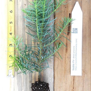 May include: A small Noble Fir tree seedling, Abies procera, in a brown pot with roots visible. The seedling is about 6 inches tall and is on a wooden surface with a yellow measuring tape.