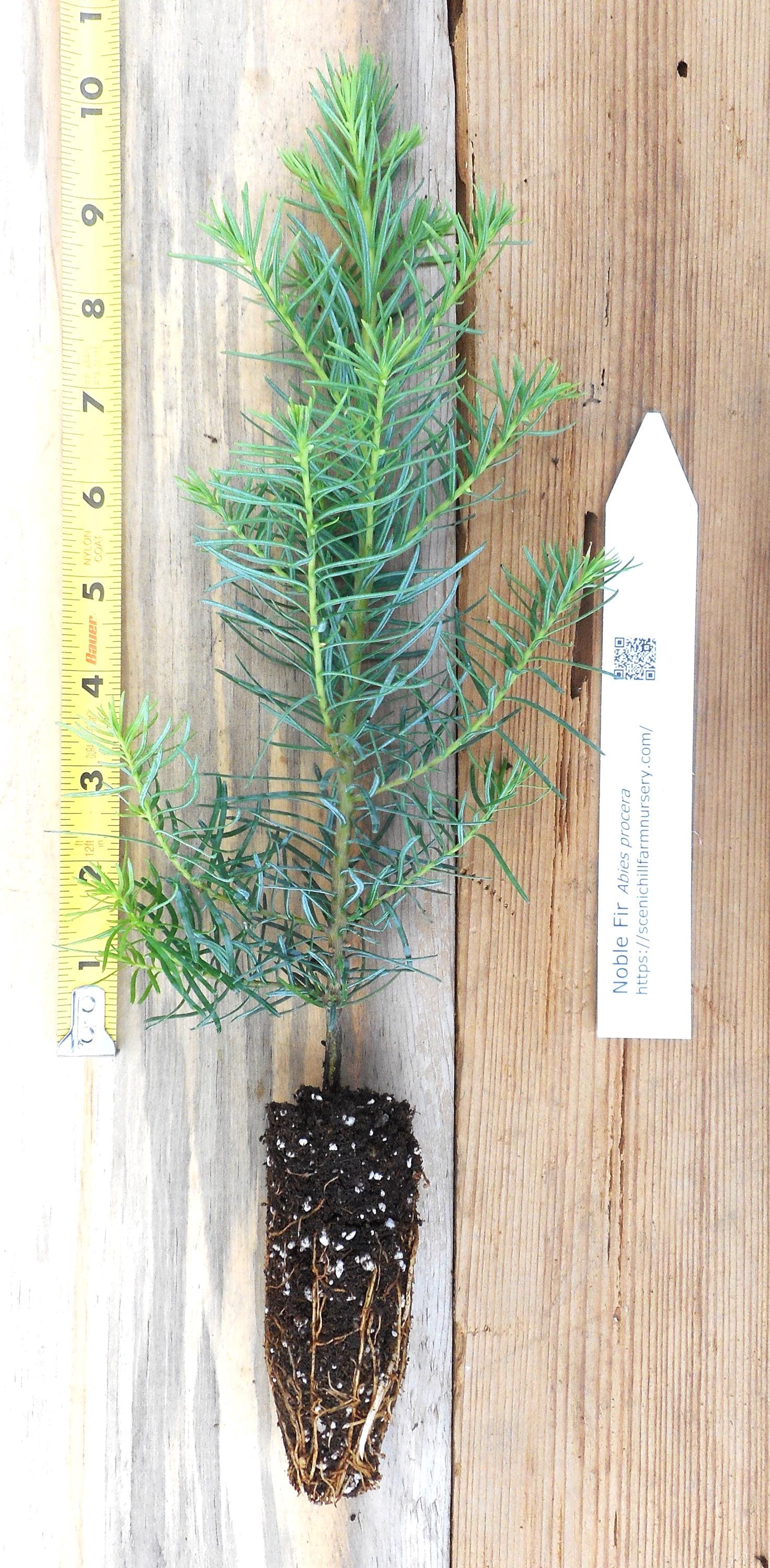 Noble Fir Tree - Abies Procera- 8-14 Inches Tall Seedlings - 1-100