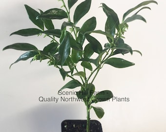 Sarcococca ruscifolia, Potted Plant- Very Fragrant Late Winter Flowers - 4" to 8" Tall - Includes Free Shipping!