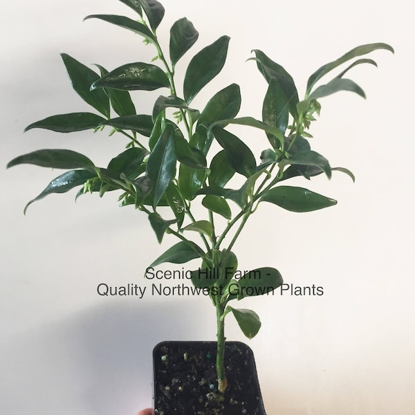 Sarcococca ruscifolia, Potted Plant- Very Fragrant Late Winter Flowers - 4" to 8" Tall - Includes Free Shipping!