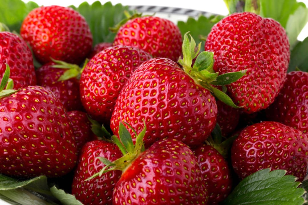 20+ Strawberry Plant Runners