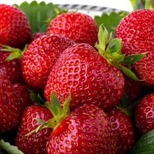 May include: A bowl filled with fresh, ripe red strawberries. The strawberries are arranged in a cluster, with some overlapping. The strawberries are a vibrant red color and have a glossy sheen. The bowl is white and has a decorative rim.