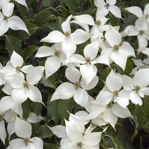 May include: A close-up of a bush with white flowers. The flowers are in full bloom and have a delicate, papery texture. The bush is surrounded by green leaves.