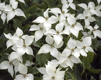 Cornus kousa - 30-36 inches Tall - Chinese Dogwood - Prolific Flowering - Edible, Berry-Like Fruits