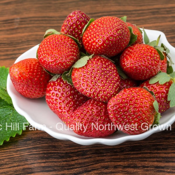 10 - 500 Ozark Beauty Ever Bearing Strawberries - Certified Bare Root Plants - Sweet Berries