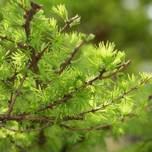 May include: A close-up of a green leafy plant with thin branches and small leaves. The plant is in focus, while the background is blurred.