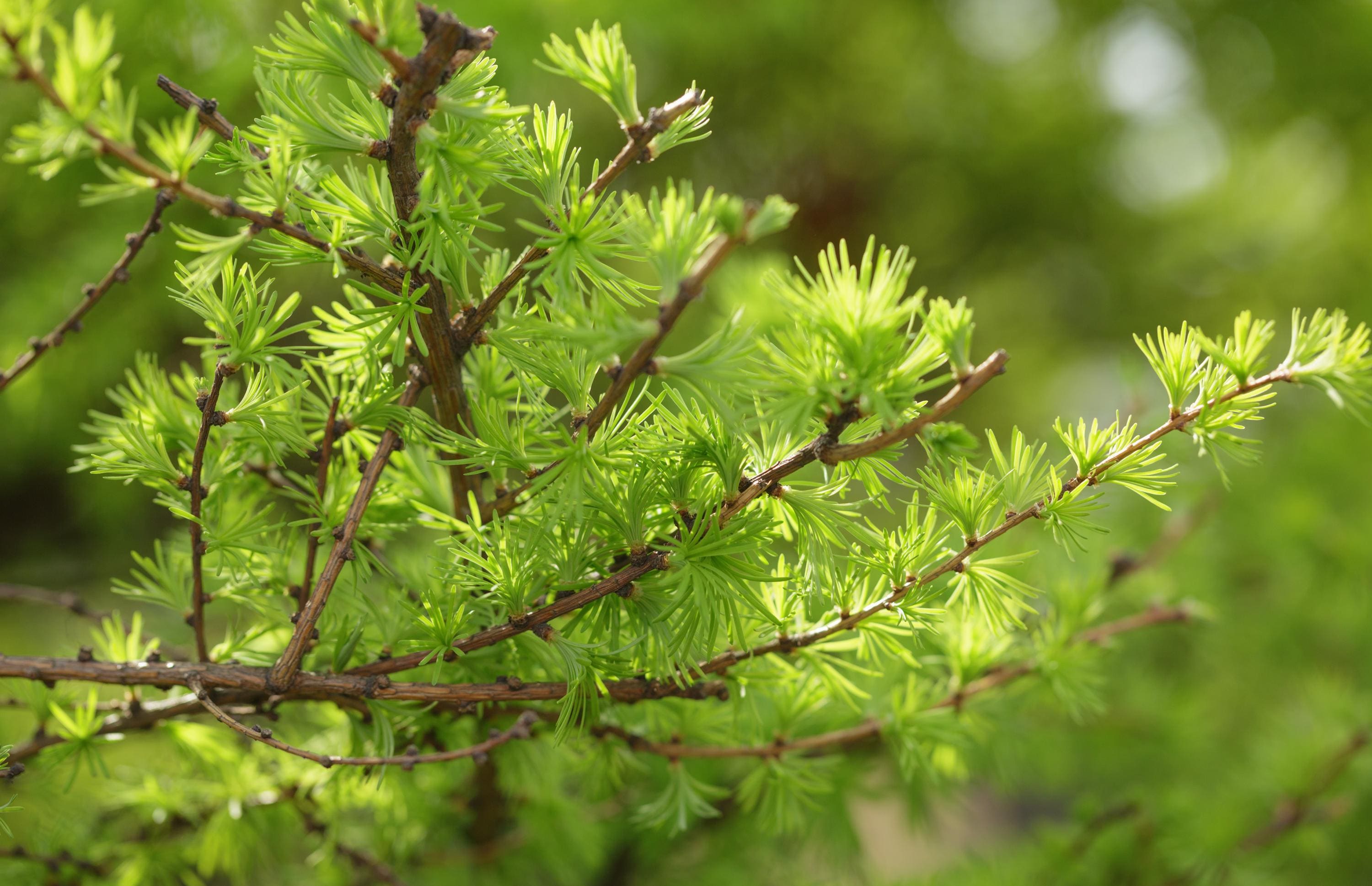 Japanese Larch (larix Kaempferi) - Potted - Bonsai or Landscape - Etsy