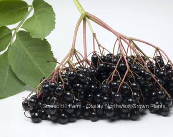 2 Varieties Elderberry Plants - 2 Plants- Bob Gordon & York - Intensely Flavored Fruit - 4 Inch Deep Pot