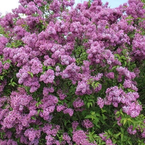 Old Fashion LILAC BUSH- 9 -14"Tall - Potted Plant The Most Fragrant Lilac