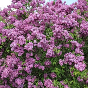 Old Fashion LILAC BUSH- 9 -14&quot;Tall - Potted Plant The Most Fragrant Lilac