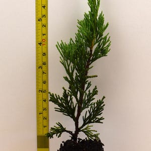 May include: A Spartan Juniper plant with green foliage and a dark soil root ball, positioned next to a yellow measuring tape showing a height of approximately 8.5 inches. A white label displays the text Spartan Juniper and the URL scenichillfarmnursery.com.