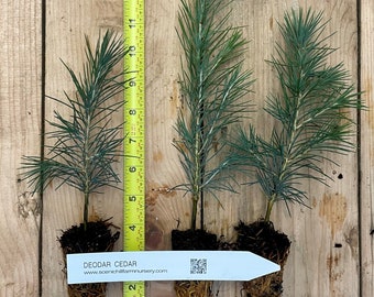 Cedrus deodara (deodar cedar, Himalayan cedar) - 6-10 inch potted seedlings