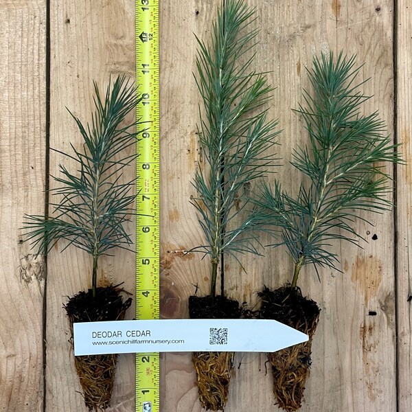 Cedrus deodara (deodar cedar, Himalayan cedar) - 6-10 inch potted seedlings