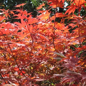 May include: A close-up of a Japanese maple tree with vibrant red and orange leaves. The leaves are delicate and intricate, creating a beautiful display of autumn colors.