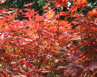 Red Japanese Maple 24- 30+ inches tall - Acer palmatum atropurpureum