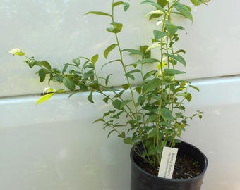 Bluecrop Northern Highbush Blueberry Plants - Gallon Containers - State Inspected