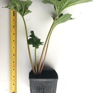 May include: A green plant with three distinct leaves and long stems growing from a black plastic square nursery pot. A yellow measuring tape placed vertically next to the plant indicates a height of approximately 15 inches from the base.