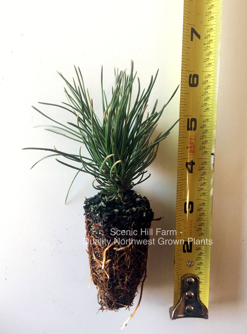 3 Dwarf Swiss Mountain Pines Pinus mugo, pumilio Bonsai or Landscape Free Shipping image 2