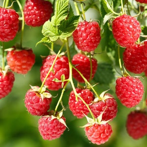 May include: A cluster of ripe, bright red raspberries hanging from green stems with serrated leaves. Each individual raspberry features a textured, bumpy surface and a conical shape, showcasing the vibrant color and natural detail of the fruit.