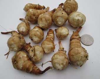 10 Jerusalem Artichoke tubers for planting- Helianthus tuberosus - Freshly dug - Free Shipping