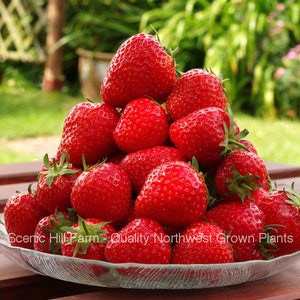 10 - 500 Seascape Ever Bearing Strawberry Plants - CERTIFIED Healthy Bare Root Dormant Plants