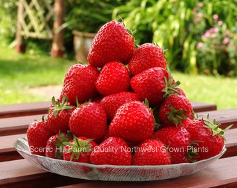 10 - 500 Seascape Ever Bearing Strawberry Plants - CERTIFIED Healthy Bare Root Dormant Plants