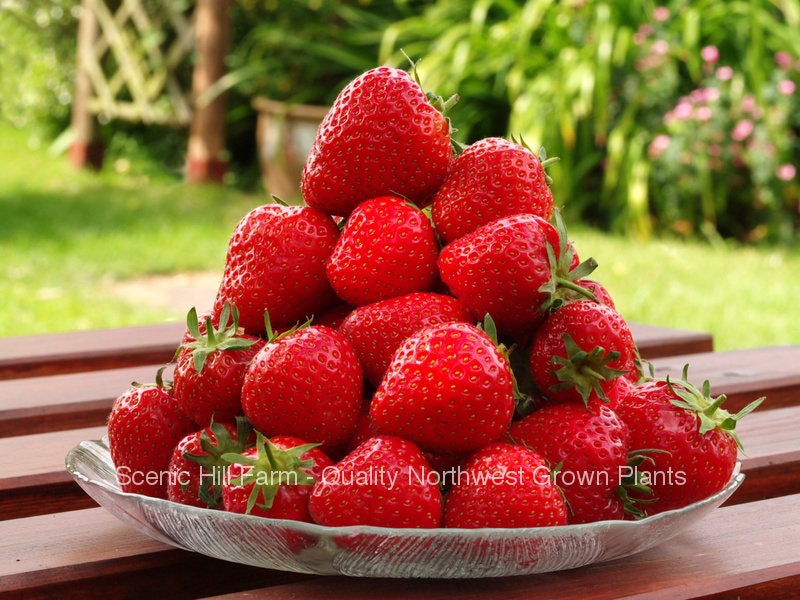 Strawberry - Etsy
