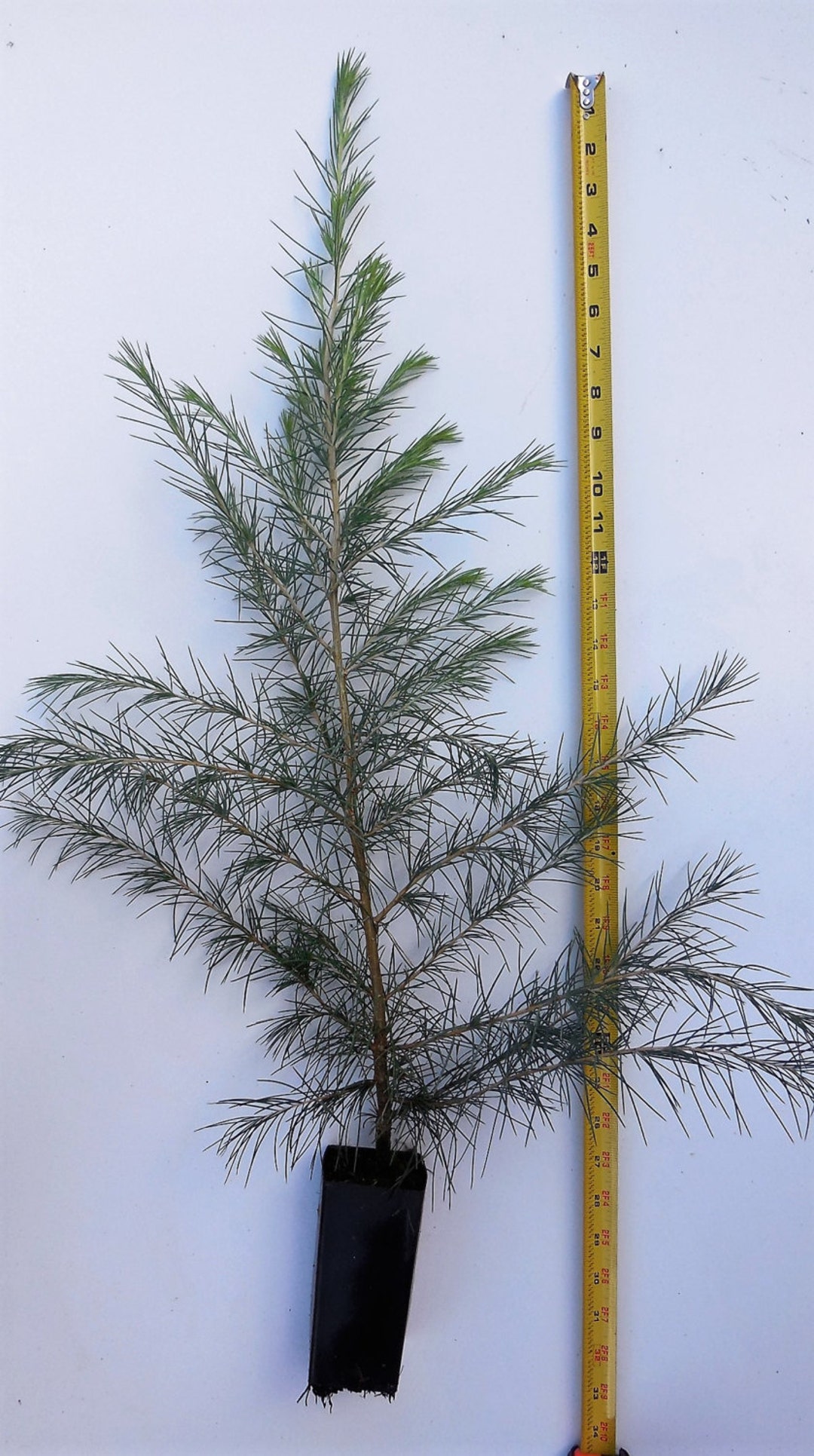 Deodar Cedar Are Cedar Trees Poisonous To Dogs Where To Place