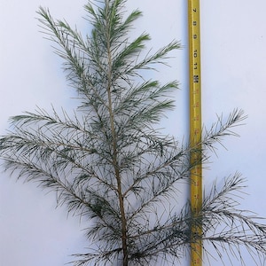 May include: A small green conifer tree in a black plastic pot, measured against a yellow ruler. The tree is approximately 24 inches tall.