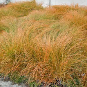 Orange New Zealand Sedge -Carex testacea - Versatile and easy to grow ornamental grass