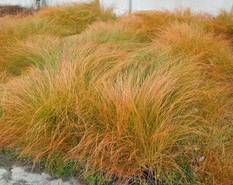 Orange New Zealand Sedge -Carex testacea - Versatile and easy to grow ornamental grass