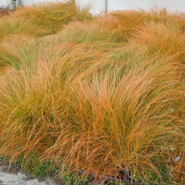 Orange New Zealand Sedge -Carex testacea - Versatile and easy to grow ornamental grass