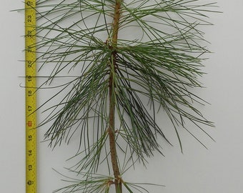 Ponderosa Pine -20-30 inch 3 year old trees- Pacific sub species- For Landscape Planting