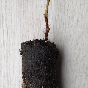 Puede incluir: Un esqueje de planta con un cepell&oacute;n cil&iacute;ndrico de tierra oscura y h&uacute;meda con ra&iacute;ces claras visibles. Un tallo &uacute;nico, fino y de color marr&oacute;n rojizo, con peque&ntilde;as espinas y una punta bifurcada, se extiende verticalmente desde el centro.