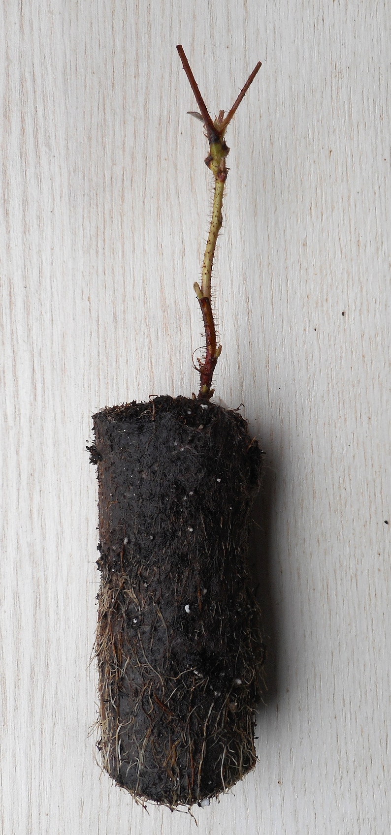 Puede incluir: Un esqueje de planta con un cepell&oacute;n cil&iacute;ndrico de tierra oscura y h&uacute;meda con ra&iacute;ces claras visibles. Un tallo &uacute;nico, fino y de color marr&oacute;n rojizo, con peque&ntilde;as espinas y una punta bifurcada, se extiende verticalmente desde el centro.