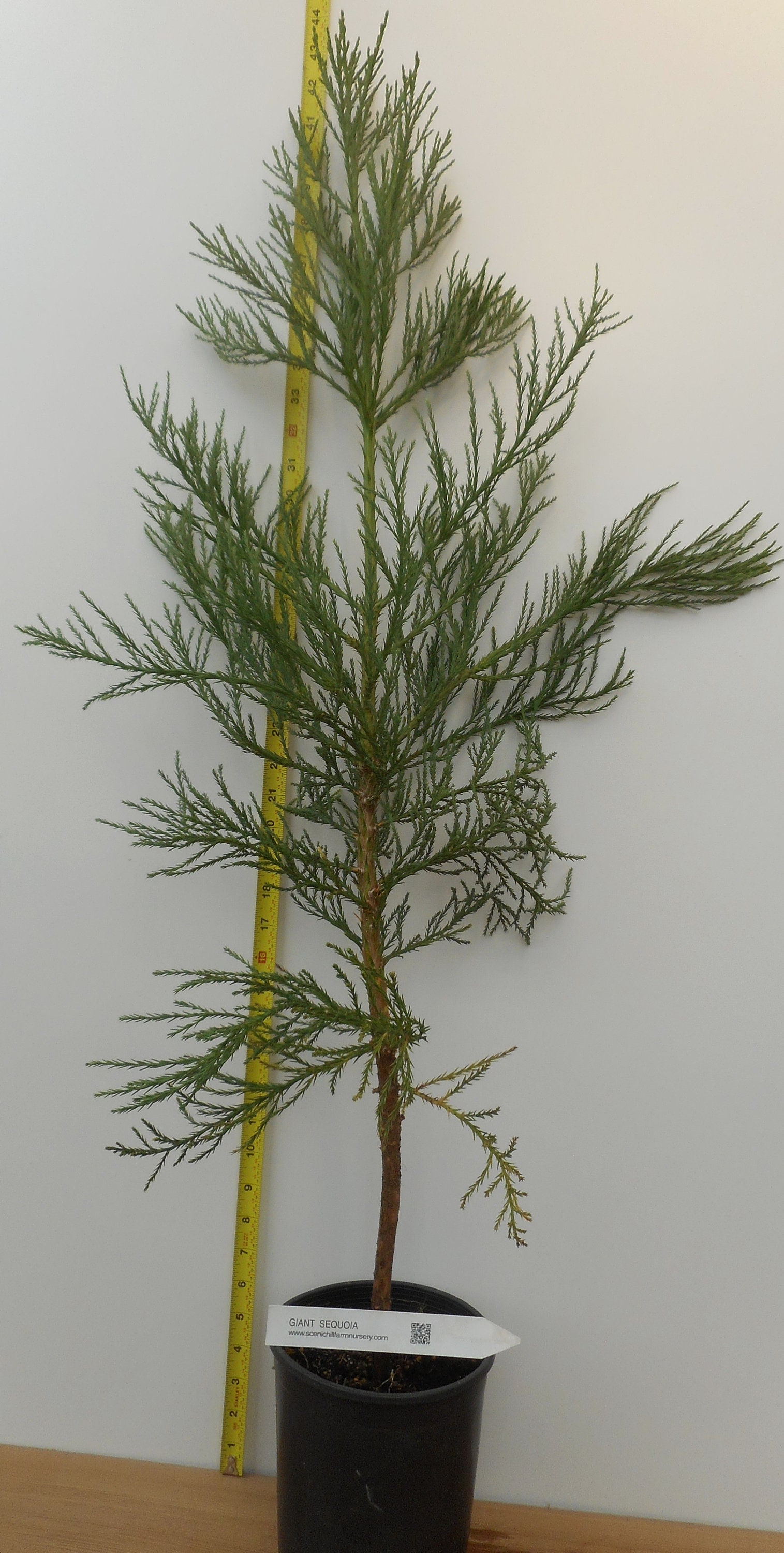 Xl Tree Giant Sequoia Tree Leaves