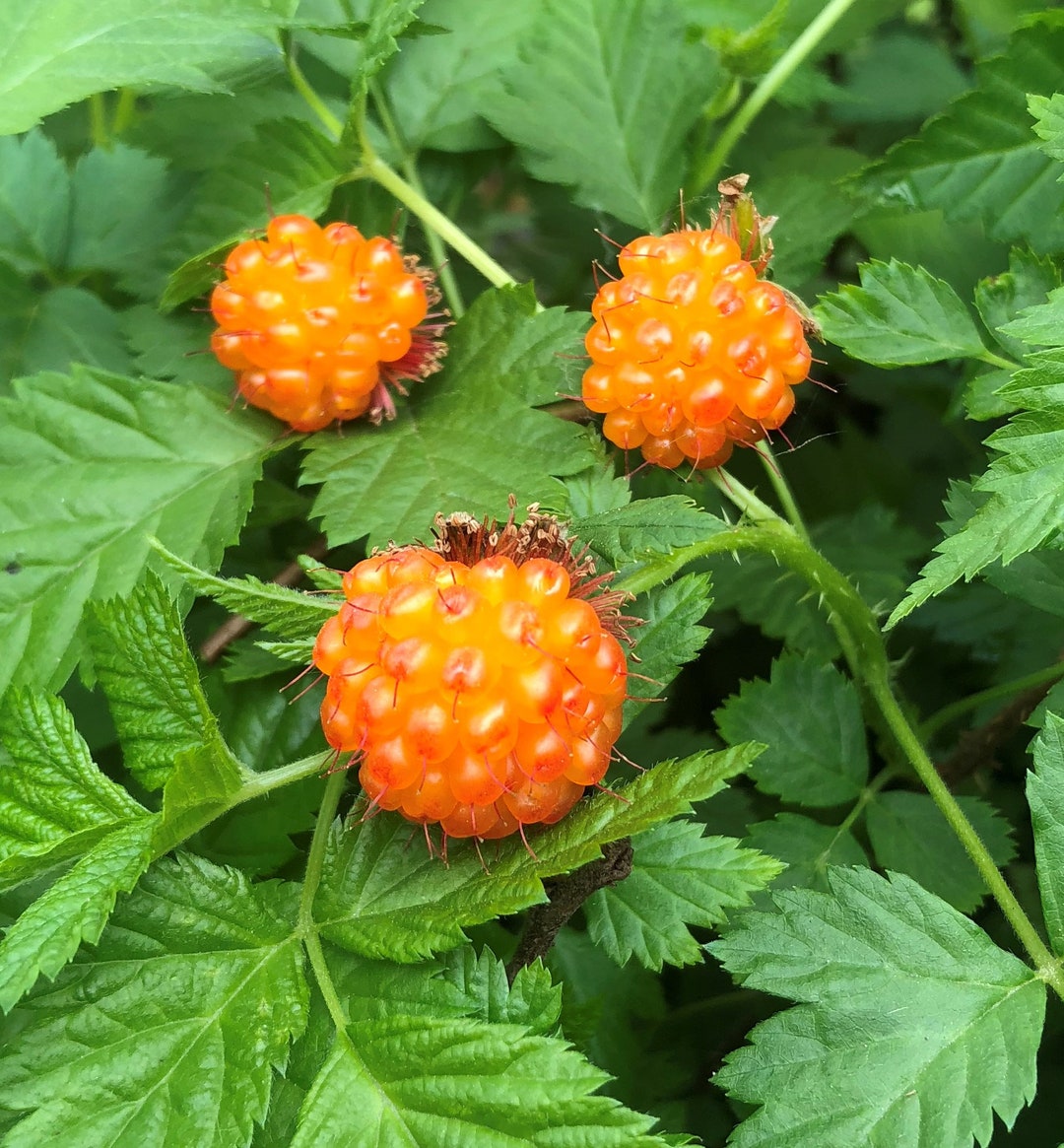 Salmonberry Potted Plants rubus Spectabilis Beautiful Pink Red Flowers