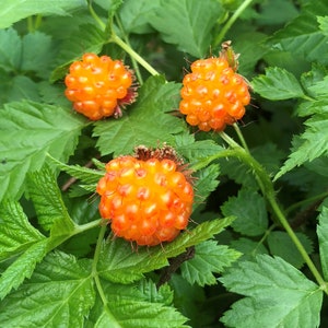 Salmonberry - Potted Plants (Rubus spectabilis) beautiful pink - red flowers and golden yellow raspberry like berries