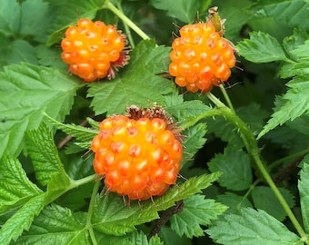 Salmonberry - Potted Plants (Rubus spectabilis) beautiful pink - red flowers and golden yellow raspberry like berries