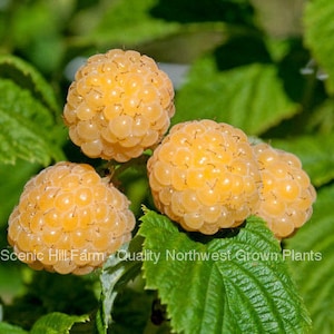 May include: Close-up of several ripe, golden raspberries clustered together on a green leafy branch. The berries are a vibrant yellow-orange color, with a textured surface. The image is well-lit, highlighting the details of the fruit.