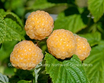 Potted Fall Gold EverBearing Raspberry Plants - 6-14 inch Tall- Large & Sweet Berries in Fall- Quantity discounts