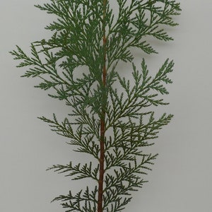 May include: A small green incense cedar tree in a black pot. The tree is about 12 inches tall and has a brown trunk. The pot is sitting on a wooden surface. The label on the pot reads "INCENSE CEDAR" and "www.sconichilffarmnursery.com".