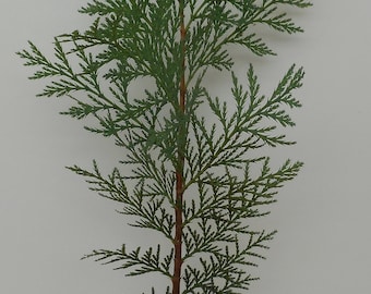 Incense Cedar Tree  18" - 26" Tall In 3.5"  pot