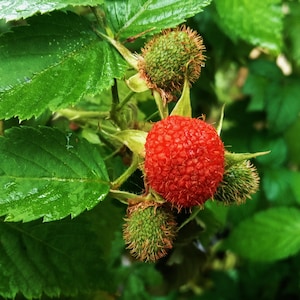 May include: A close-up of a red raspberry growing on a green bush. The raspberry is surrounded by green leaves and other unripe raspberries.